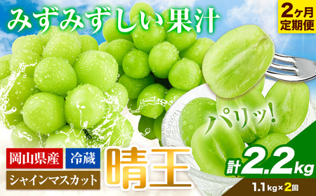 シャインマスカット 2ヶ月 定期便【先行予約】シャインマスカット 晴王 約1.1kg 岡山県産《9月上旬-10月末頃出荷(土日祝除く)》 ハレノフルーツ マスカット 送料無料 岡山県 浅口市 フルーツ 果物 贈り物 ギフト 国産 岡山県産【配送不可地域あり】（北海道・沖縄・離島）