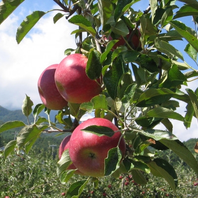 
                  ＜南信州あじさい農園＞葉とらずりんご(紅玉)約3kg_果物 生果 家庭用 産地直送 長野県 飯島町【1593196】
                