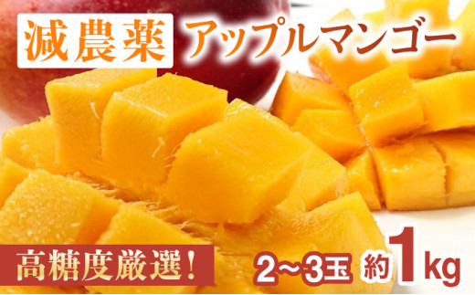 2025年 先行予約 アップルマンゴー 約1kg 2～3玉 高糖度厳選！栽培期間中 減農薬！アナナス農園 完熟 マンゴー 果物 フルーツ
