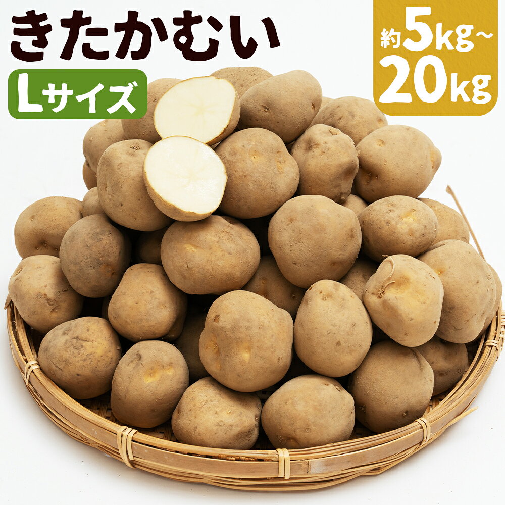 【ふるさと納税】じゃがいも きたかむい 約5kg / 約10kg / 約20kg 選べる内容量 Lサイズ ジャガイモ じゃが芋 芋 野菜 京極町産 北海道産 国産 送料無料 【2026年1月上旬～2月下旬に順次発送予定】