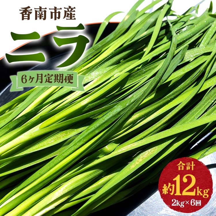 6ヶ月定期便 香南市産 ニラ 合計約12kg（2kg×6回）- にら 韮 生 野菜 やさい 香味野菜 葉物 新鮮 シャキシャキ食感 肉厚 にくあつ 料理 アレンジ 炒めもの 炒め物 煮物 鍋 なべ もつ鍋 産地直送 国産 おきゃんぴー農園 餃子 饅頭 キムチ チヂミ おひたし 和食 洋食 中華 レバニラ 夕飯 夕食 お弁当 昼食 美味しい おいしい 甘い あまい 12キロ おすそ分け ご家庭 ご自宅 贈り物 おくりもの 6回定期便 高知県 香南市 冷蔵 Won-0018