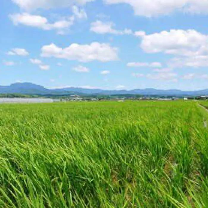 令和7年度産3回定期便ヒノヒカリ5kg定期便ZBI021