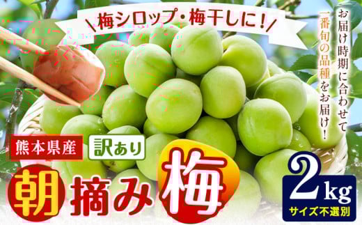 熊本県産 訳あり 朝摘み 梅 2kg 大・中・小サイズ不選別《5月中旬‐6月中旬頃出荷》 熊本県 球磨郡 山江村 つけもの 漬物 梅 梅干し うめぼし 朝採り 南高梅 白加賀 露茜
