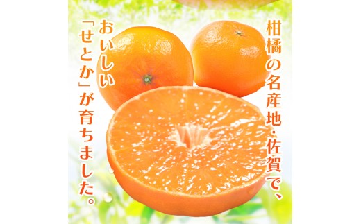 
                  【1月上旬～2月上旬お届け】佐賀産かんきつ・せとか約1.5kg(4-7玉) 147-B405
                
