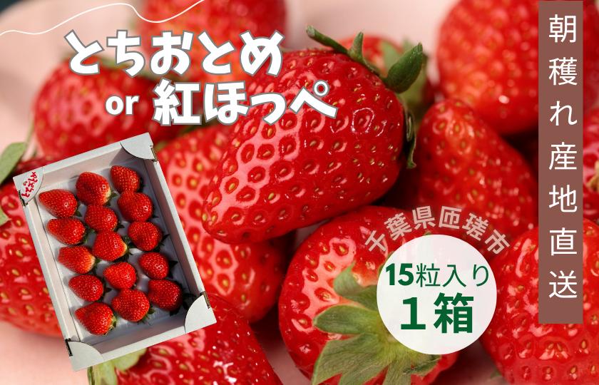 
            産地直送　匝瑳市産いちご　15粒入り×1箱 ／ いちご 苺 イチゴ ストロベリー とちおとめ 紅ほっぺ 果物 フルーツ 産地直送
          