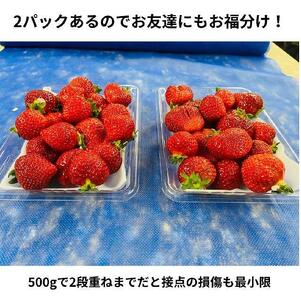 【出荷期間は1月～4月末】ボリューム満点てんこ盛り500g×2パック！完熟あまおう日替わりセット1000g