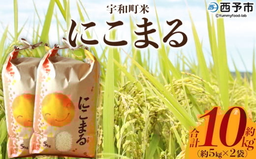 新米＜令和7年産 西予市宇和町産 にこまる 約10kg＞ お米 コメ 白米 精米 単一原料米 ご飯 晩稲 大粒 精米 ご飯 ライス 穀物 ニコマル 特産品 愛媛県産 西予市産 宇和町産 三好フク 愛媛県 西予市【常温】『2025年10月中旬より順次出荷予定』