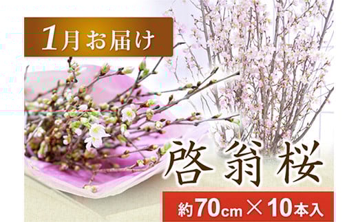 春を先取り！冬に咲く桜『啓翁桜』（1月下旬お届けSサイズ） F2Y-4107