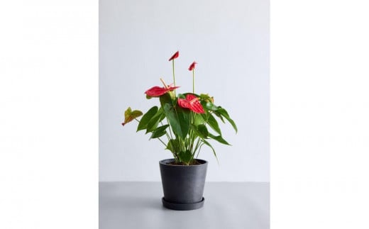 
            【鉢付き】アンスリウム Sサイズ【鉢のカラーを選択してください】
          