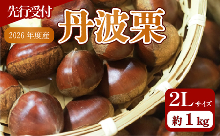 【先行予約 数量限定】2026年度産 丹波栗 2Lサイズ 1kg 和栗