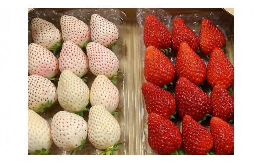 《 2026年１２月 収穫分 》 朝摘み 初物 紅白いちご 約260g×2パック (茨城県共通返礼品 常陸太田市) 先行予約 檜山いちご園 国産 朝採り 朝採れ 大粒 いちご イチゴ 苺 くだもの 果