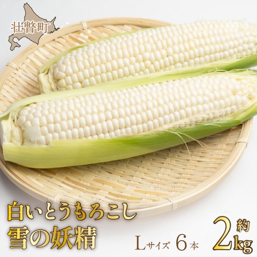 【ふるさと納税】＜2025年9月上旬よりお届け＞【朝採り】北海道壮瞥産 白いとうもろこし「雪の妖精」Lサイズ6本(約2kg) 【 ふるさと納税 人気 おすすめ ランキング ホワイトコーン 雪の妖精 白い 白 トウモロコシ とうもろこし 野菜 甘い 北海道 壮瞥町 送料無料 】 SBTQ005