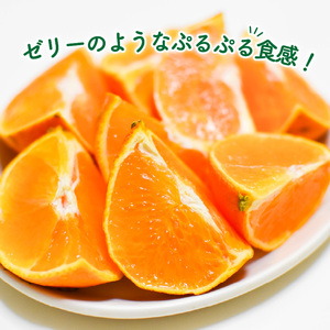 【12月上旬から発送】【秀品】 愛果28号 約2.5kg | あいか28号 みかん 柑橘 【KNN001】