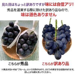 2025年 発送 先行予約 訳あり ナガノパープル 約2kg 家庭用 | ナガノパープル ぶどう 訳あり 家庭用 葡萄 皮ごと 種なし 高糖度 フルーツ 果物 特産品 オリジナル 品種 産地直送 千曲