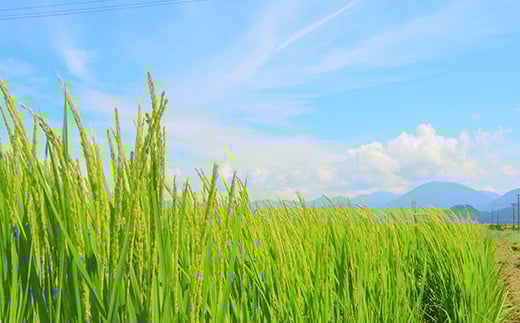 【先行予約】 令和7年産 黒澤のはえぬき 5kg 米 お米 おこめ 山形県 新庄市 F3S-2079