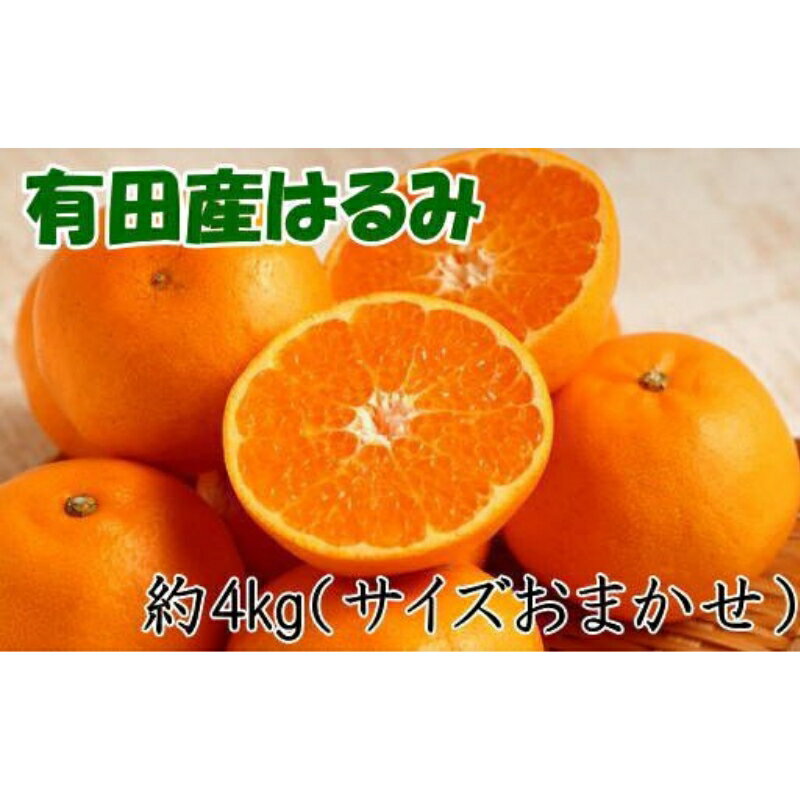 【ふるさと納税】【厳選・濃厚】紀州有田産のはるみ約4kg(サイズおまかせ) ★2026年1月下旬～2026年2月中旬頃より順次発送【TM27】 | 和歌山 由良 和歌山県由良町 楽天ふるさと 納税 取り寄せ お取り寄せ フルーツ お取り寄せフルーツ ご当地 ご当地フルーツ 果物 くだもの