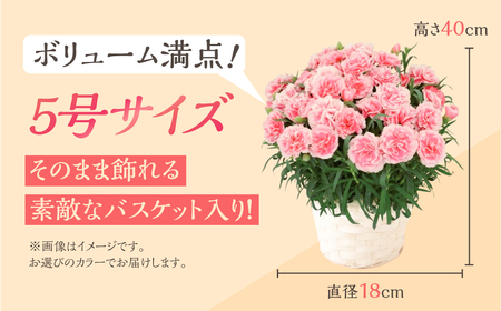《母の日までにお届け》【オレンジ】カーネーション 鉢植え 5号鉢 花 フラワー ギフト 母の日 贈り物 プレゼント 母 ママ お母さん ありがとう 感謝 贈答 鉢