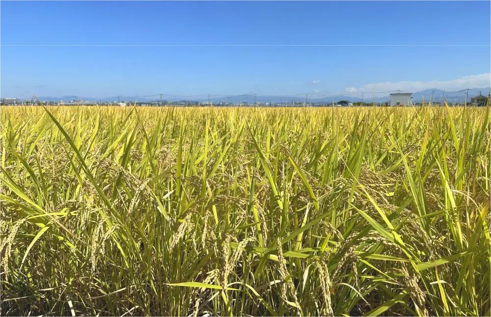 【 令和8年産 】 熊本市産 ヒノヒカリ 玄米 2kg ( 約13合 ） ｜ ハタチノキオク 1回 お米 米 白飯 ご飯 おにぎり 和食 国産 熊本県産 ブランド米