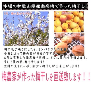 白干し 紀州南高梅 1kg   【aoi014-2】 