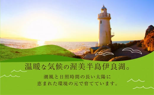 先行予約 数量限定 野菜ソムリエ推薦渥美半島伊良湖潮風育ち厳選マスクメロン6玉(8～9キロ)小分け用ギフト箱1箱付き 2024年6月下旬～8月上旬発送 田原市 伊良湖産 ギフト プレゼント お取り寄せ