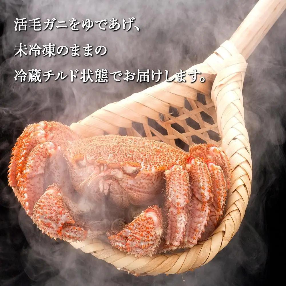 【2027年先行予約／着日指定可】北海道オホーツク産海明け活毛ガニ　ボイル未冷凍配送(チルド 冷蔵配送)　500g前後　5尾 | 毛ガニ_03503