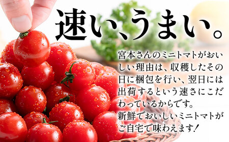 【2ヶ月定期便】ミニトマト とれたてミニトマト 2kg/月×2回 トマト 野菜 サラダ ダイエット おやつ パスタ マリネ 有機肥料 ミニトマト宮本《お申込み翌月から出荷》 熊本県 長洲町 送料無料 