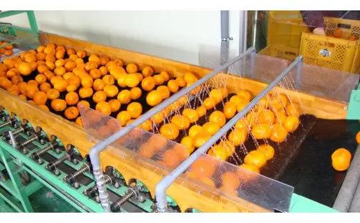  有田みかんの味皇（あじおう）720ml×3本/みかん みかんジュース 有田みかん 【kjk100-a-720x3】