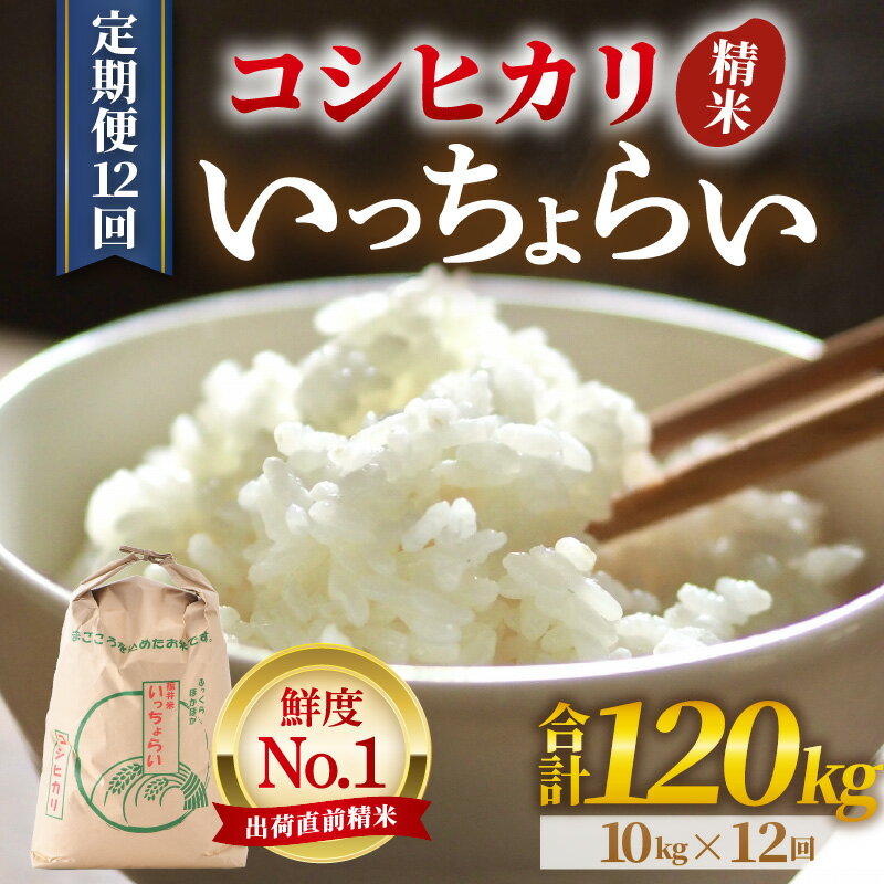 【ふるさと納税】【令和7年産・新米】米 定期便【一等米】《定期便12回》いっちょらい 精米 10kg × 12回（計120kg） ／ 米 定期便 お米 10キロ 福井県産 ブランド米 コシヒカリ ご飯 白米 新鮮 大賞 受賞 新米 福井県あわら産