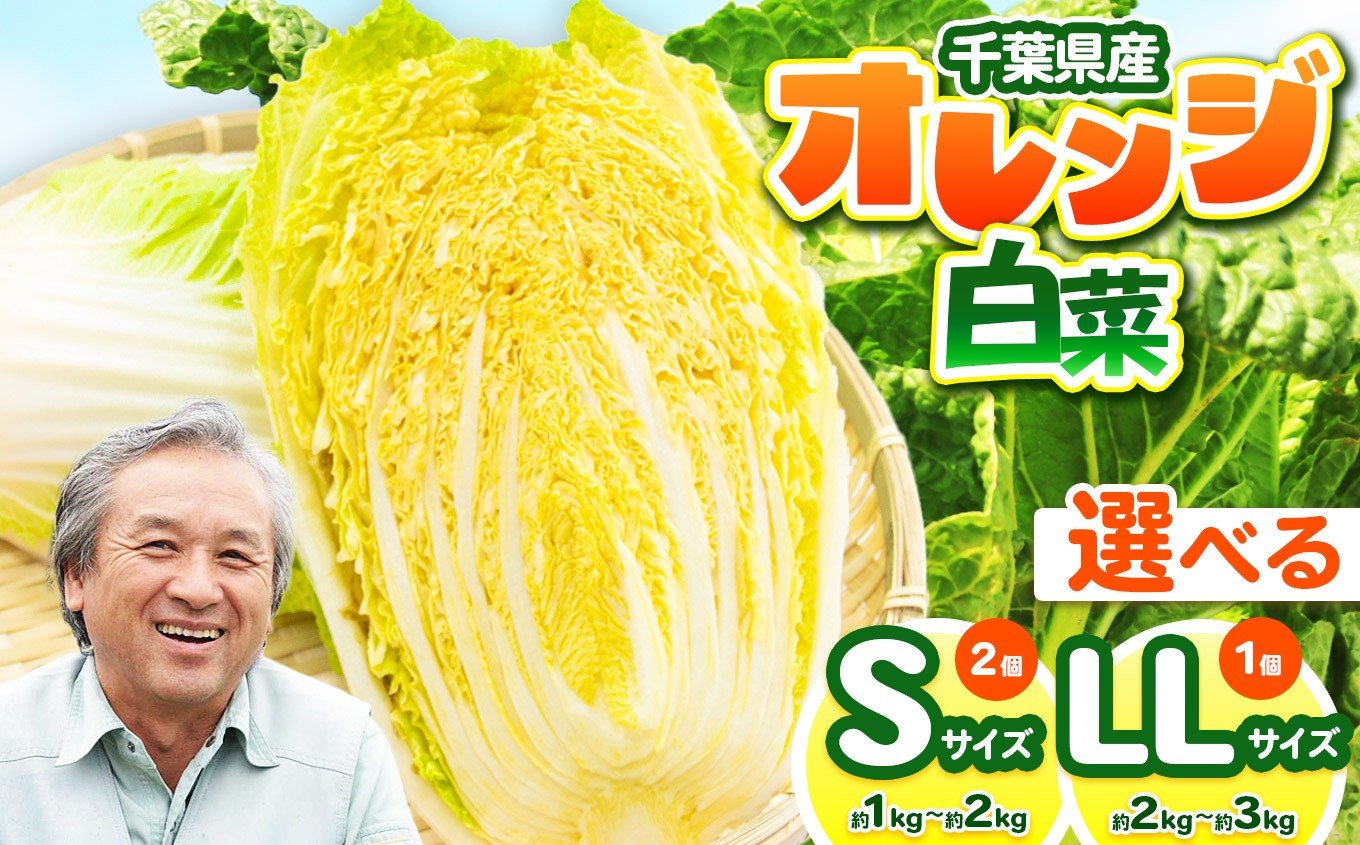
            【 選べるサイズ 】オレンジ白菜 Sサイズ or LLサイズ （約1～3kg）（1個～2個）にがり農法 | 鈴木アル・ファーム 白菜 はくさい 生でもおいしい サラダ 浅漬け 漬物 国産 新鮮 詰め合わせ 産地直送 朝採れ 栄養たっぷり 旬  お鍋 冬野菜 千葉県 君津市
          