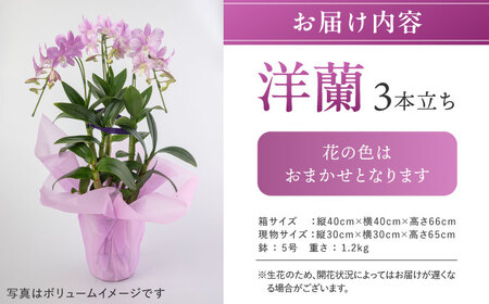 先行予約・2023年4月以降順次発送【10セット限定】デンファレ（洋蘭）3本立ち【2024年4月以降順次発送】 《糸島》【和饗エコファーム株式会社】[AVI004] 蘭 洋ラン 敬老の日 花 ギフト 