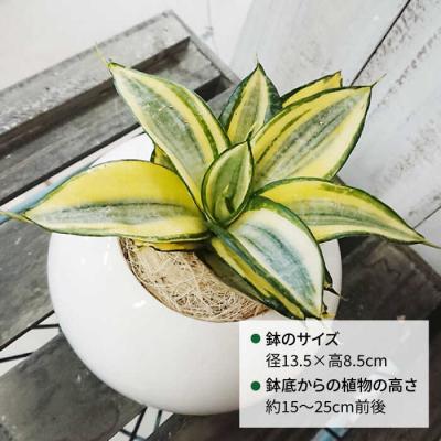 ふるさと納税 糸島市 サンセベリア・ゴールデンハニー 糸島市/cocoha[AWB007] |  | 01