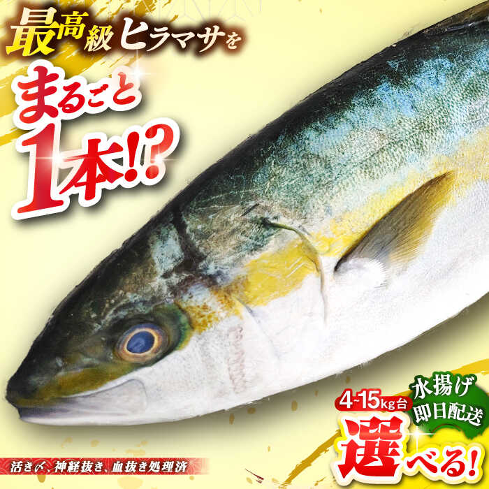 【ふるさと納税】壱岐島産天然ヒラマサ（選べる！4〜15キロ台・丸もの） 《壱岐市》【壱岐島　玄海屋】[JBS069] ヒラマサ 魚 刺身 煮物 カルパッチョ お寿司 のし プレゼント ギフト 冷蔵配送