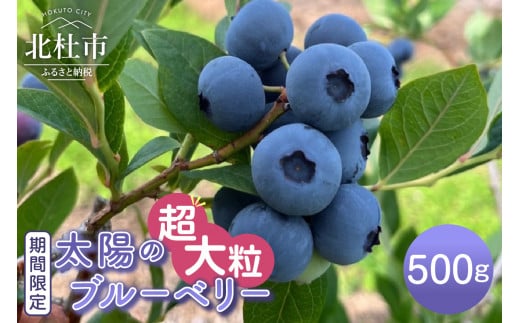 【2025年先行予約】【超大粒】山梨県産（明野産）生果　ブルーベリー500g　ブルーベリー 超大粒 期間限定  500g  無農薬 フルーツ 生果 生果実 山梨県 北杜市 明野町