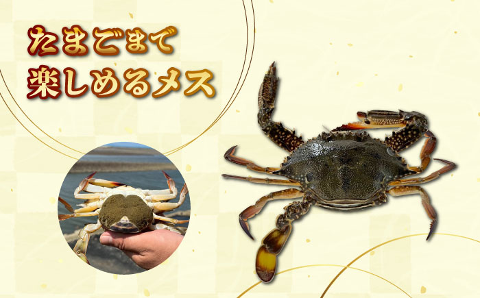【先行予約】【2026年8月以降順次発送】豊前海産 タイワンガザミ 2kg (10～24杯前後) オス メス セット 《築上町》【明青丸】 ワタリガニ 渡り蟹 蟹 カニ [ABCB003] 27000