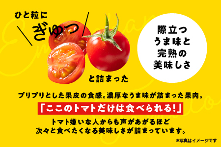 【先行予約】 ☆ 糖度 10度以上 ☆ 厳選 スパルタ生まれのひみこ ミニトマト 約1kg 【GC-36】 お届け：4月中旬～6月中旬ごろ順次発送