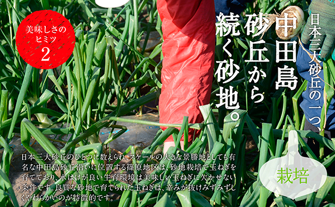 浜松篠原産新玉ねぎプレミアムフレッシュ10キロ【無選別品】