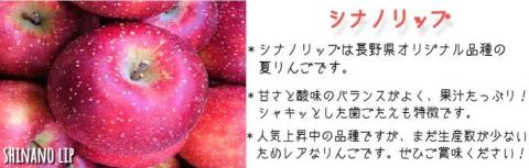 りんご シナノリップ 特選 3kg やまじゅうファーム 沖縄県への配送不可 2025年8月下旬頃から2025年9月上旬頃まで順次発送予定 令和7年度収穫分 信州の環境にやさしい農産物 減農薬栽培 長野