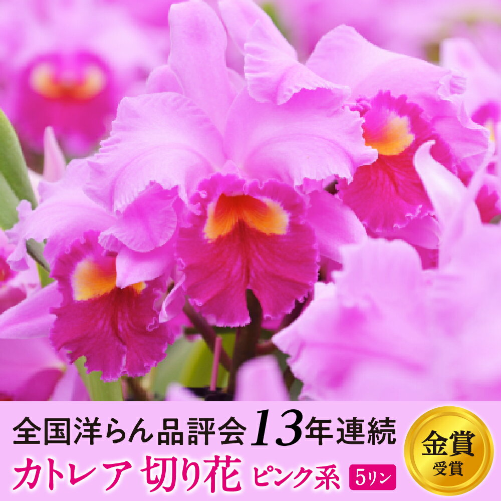 【ふるさと納税】大輪ピンクカトレア切り花　5輪コース 年末年始 お中元 お歳暮 内祝い 快気祝い