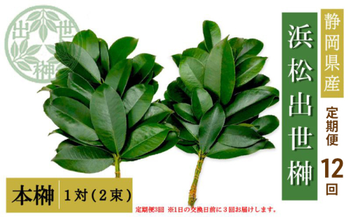 【定期便12回】榊 浜松出世榊 本榊 純国産 1対（2束）×12回※1日交換に間に合うように配送 国内産 日持ち 大きい 艶やか 肥料のみ使用 農薬不使用 定期便 浜松市 静岡県