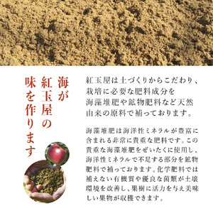 紅玉訳アリ12kg りんご 長野市産 フルーツ