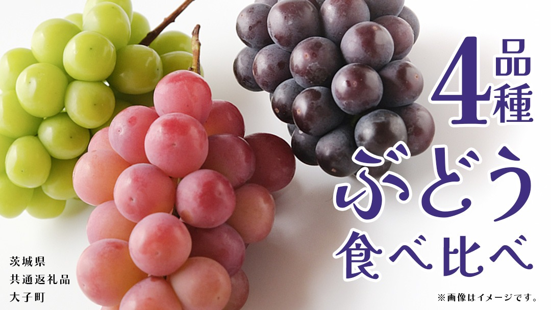 ぶどう ４品種 食べ比べ 【2025年8月上旬発送開始】(茨城県共通返礼品：大子町) ブドウ 葡萄 シャインマスカット 巨峰 ピオーネ ゴルビー 我が道 果物 フルーツ 果実        