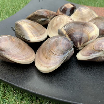 【ふるさと納税】はまぐり 千葉 九十九里産 天然はまぐり 2.5kg 貝 海鮮 海産物 海の幸 魚介 魚介類 水産 水産物 はまぐり鍋 バーベキュー BBQ お吸い物 国産 天然 ハマグリ 蛤 絶品九十九里の”味” 産地直送 冷蔵 冷蔵配送 千葉県 九十九里 九十九里町