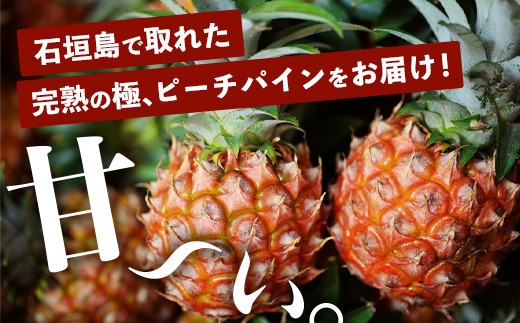 《2026年4月以降順次発送》【先行予約】最高糖度20度！？ 完熟の極 石垣島産パイナップル ピーチパイン3個セット【 沖縄 石垣島 石垣 八重山 パイン ピーチパイン 期間限定 数量限定 沖縄県 石