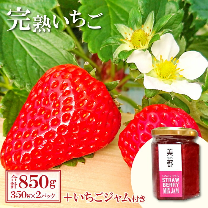 【ふるさと納税】 先行予約 完熟いちご 350g×2パック いちごジャム 150g セット 果物 フルーツ 苺 紅ほっぺ かおりの よつぼし おいCベリー 加工品 ジャム 無添加 期間限定 季節限定 早期予約 1月〜2月20日発送 冷蔵 特産品 お取り寄せ グルメ