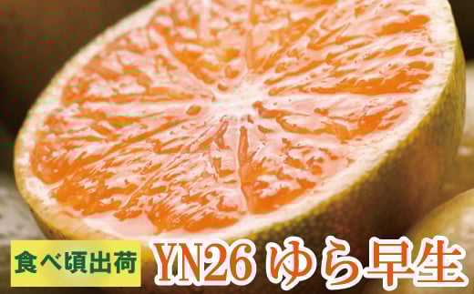 【先行予約】家庭用有田みかんサイズ混合(2S～2L)7.5kg+250g 10月より発送(極早生)/ みかん ミカン 有田みかん 柑橘 フルーツ 果物 和歌山 オレンジ【ikd017B】 