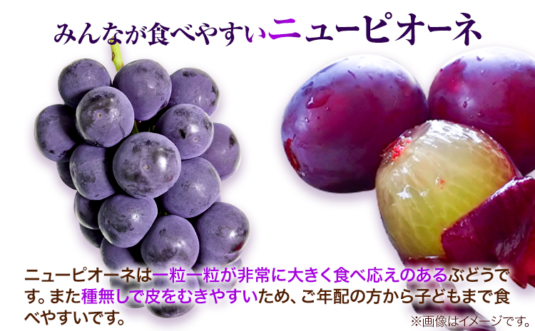 岡山県産ニューピオーネ（１房580g以上）＆シャインマスカット「晴王」（1房580g以上）（令和7年産先行受付）《9月上旬-10月中旬頃出荷》【配送不可地域あり】---H-40a---