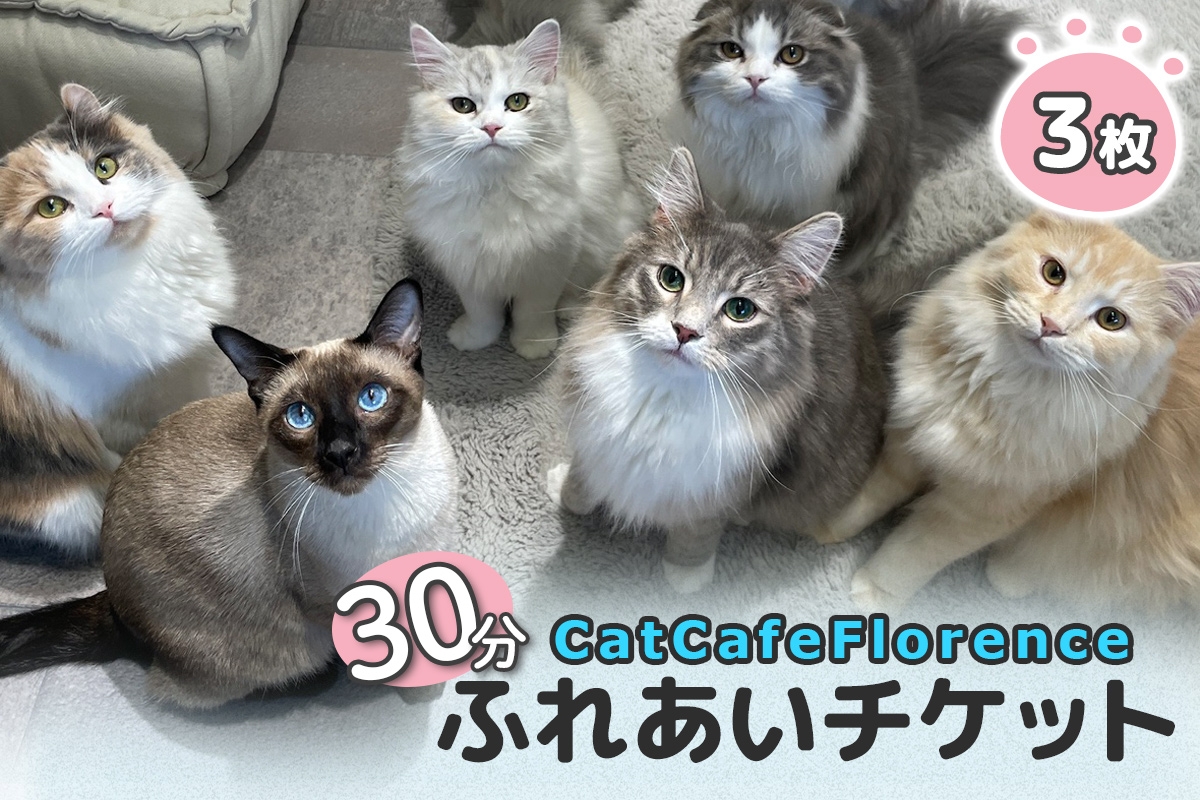 
                  CatCafeFlorence 30分ふれあいチケット 3枚｜キャットカフェ 猫カフェ ふれあい チケット 体験型 カフェ体験 ペットカフェ ふれあい 癒し アニマルカフェ デート おでかけ 体験 チケット [1454]
                