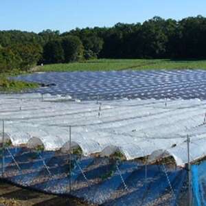 【2025年10月より発送】大粒ぶどう2種セット　シャインマスカットほか 2房 約1.2kg【1244629】