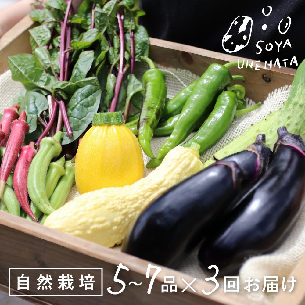 【ふるさと納税】《先行予約》《3回定期便》飛騨 野菜セット 5〜7品 自然栽培 野菜BOX 3回お届け 定期便 お楽しみ ソヤ畦畑 旬野菜 夏野菜 ピーマン ナス きゅうり オクラ ズッキーニ[Q242x]30000円 3万円
