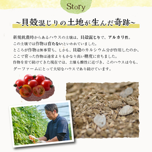 ＜先行予約受付中！2025年12月から順次発送予定＞＜期間限定＞ミニトマト(約1.5kg) 野菜 とまと フルーツトマト サマー千果 アイコ サラダ 【GF-4】【グーファーム】